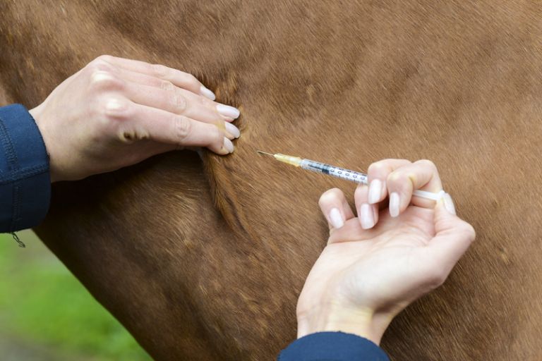 Equine Flu Jab Cost