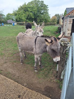 Donkey Friends